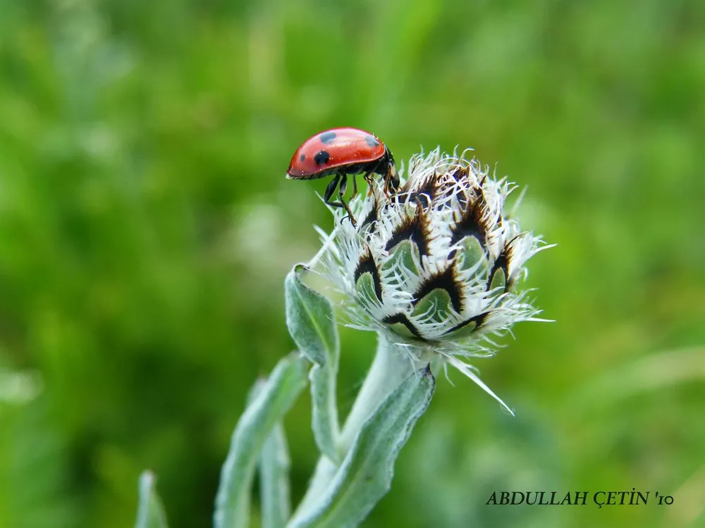 Arazi bitki fotoğrafı, 2010