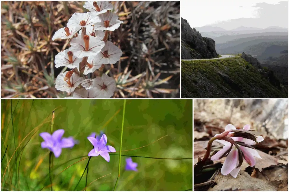 Türkiye Şehirleri Florası