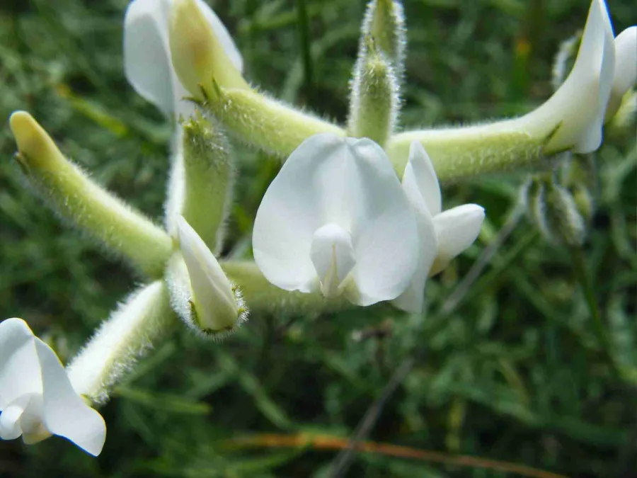 Astragalus beyaz çiçek