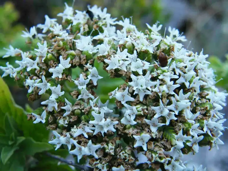 Valeriana çiçeği